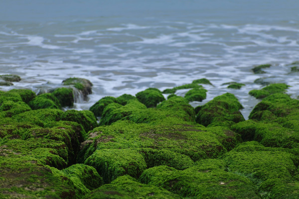 台灣88工商協進會_甲辰年88新春一日遊 走訪靜謐北台灣
